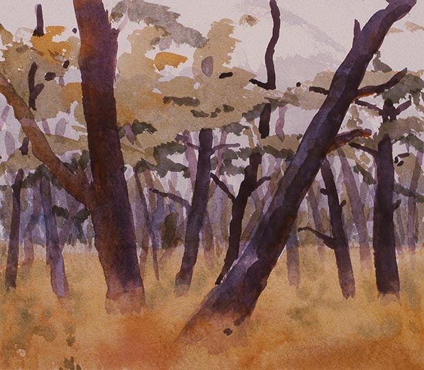Robert Spellman watercolor of a pine woods on Cape Cod, Massachusetts.