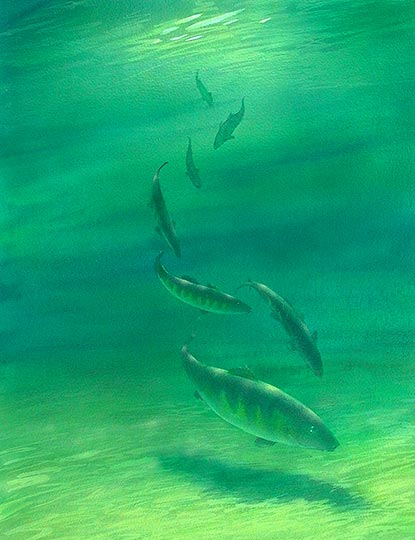 Robert Spellman watercolor illustration of a school of perch swimming lazily in sunlit water.